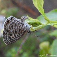 Leptotes